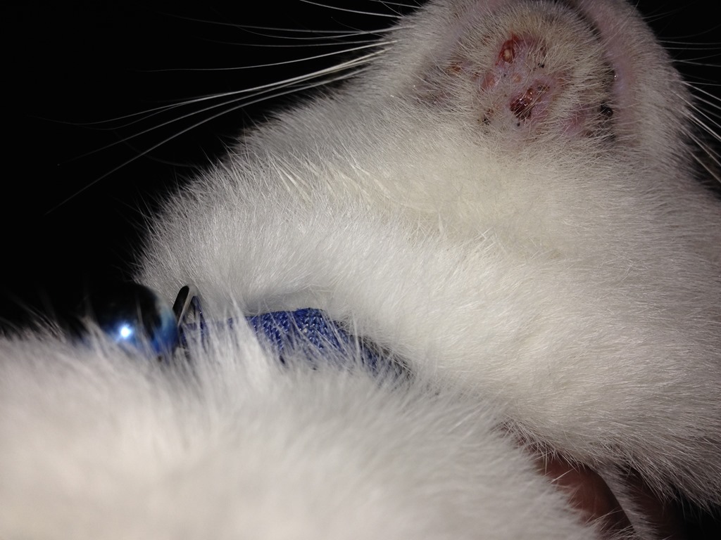 あご にきび 猫