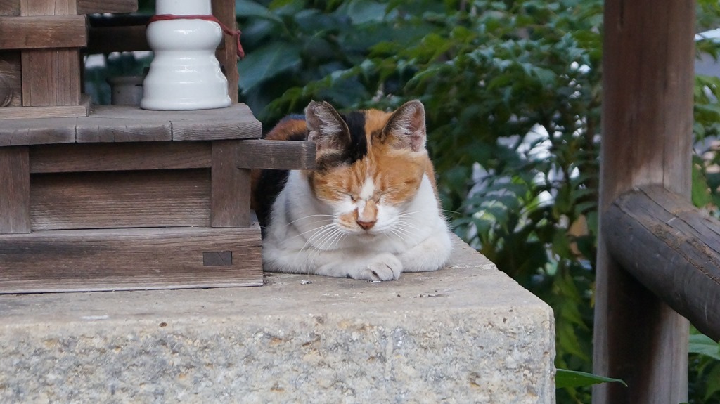 帰ってきた秋葉原佐久間公園の猫 メールのプロの独り言