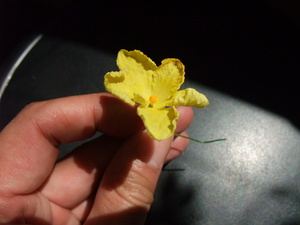 DSCF3160.jpg