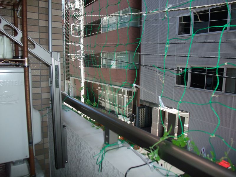 秋葉原マンションベランダでグリーンカーテンをつくろう ゴーヤ メールのプロの独り言